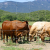 Live Stock Wire Mesh Fence
